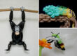 Animal Shaped Balloons