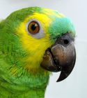 Tarot Card Reader/ Parrot reader